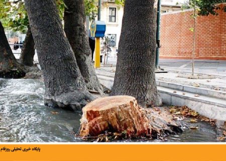 برخورد بی‌اثر مدیریت شهری در برخورد با قاتلان درخت‌ها