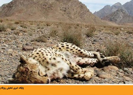مرگ یوزپلنگ ایرانی در جریان تصادف جاده‌ای
