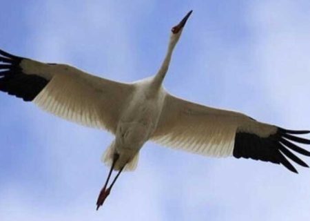جفت بلژیکی برای تنهاترین پرنده ایران | محمد باریکانی