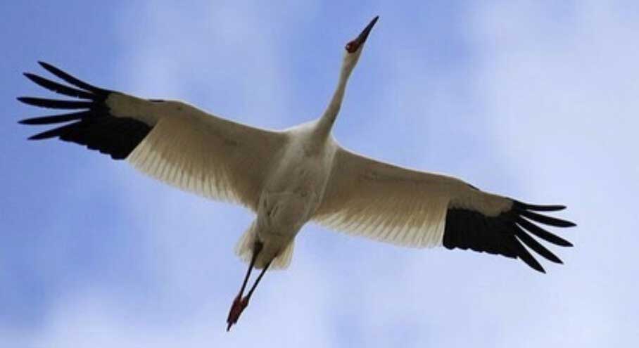 جفت بلژیکی برای تنهاترین پرنده ایران | محمد باریکانی