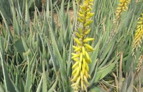 استفاده از گیاه آلوئه ورا (صبر زرد) در طب عامه دانش بومی جزیره قشم | نازنین نوری نژادی و هما حاجی علیمحمدی